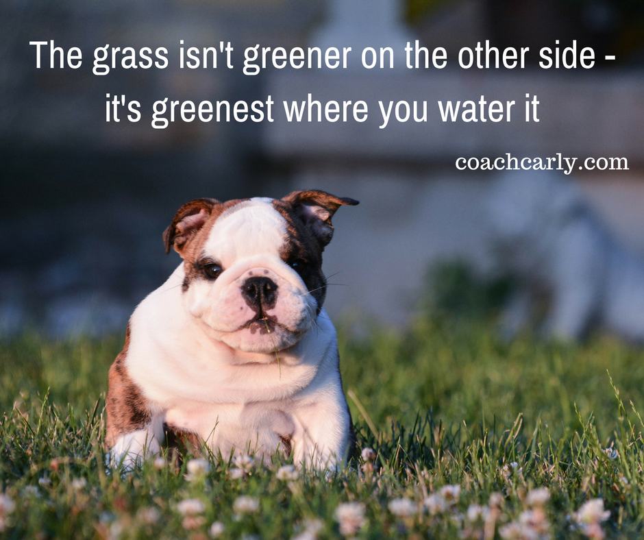 The grass isn't greener on the other side – it's greener where you